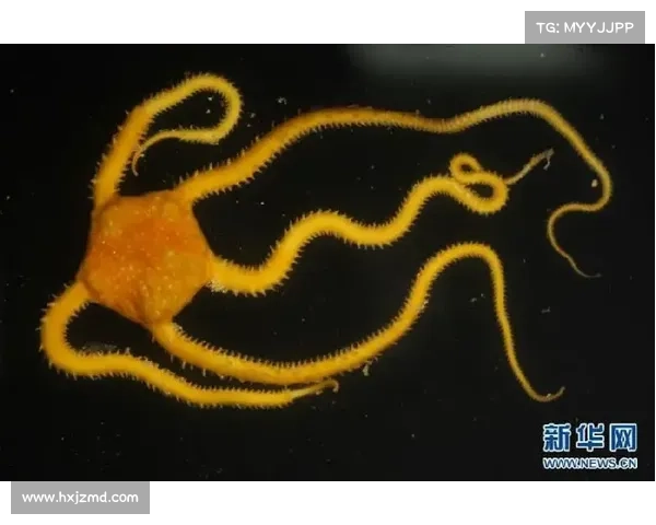 数字世界的漫游指南:从蜻蜓点水到深海探秘的网络探索之旅 数字世界的漫游指南:从蜻蜓点水到深海探秘的网络探索之旅